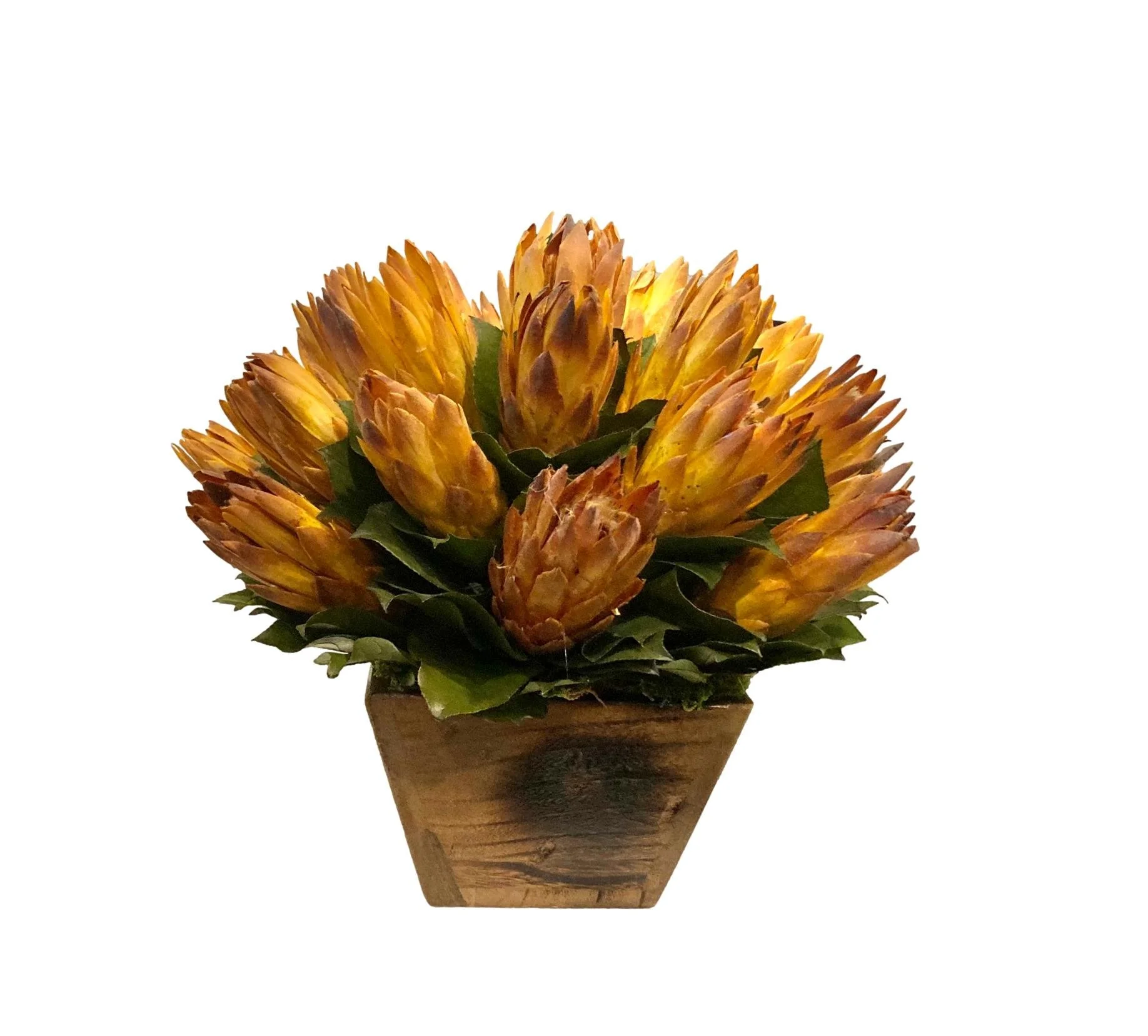 Preserved Yellow Protea in Vintage Chinese Rice Bucket 13dx12h - FG247.1