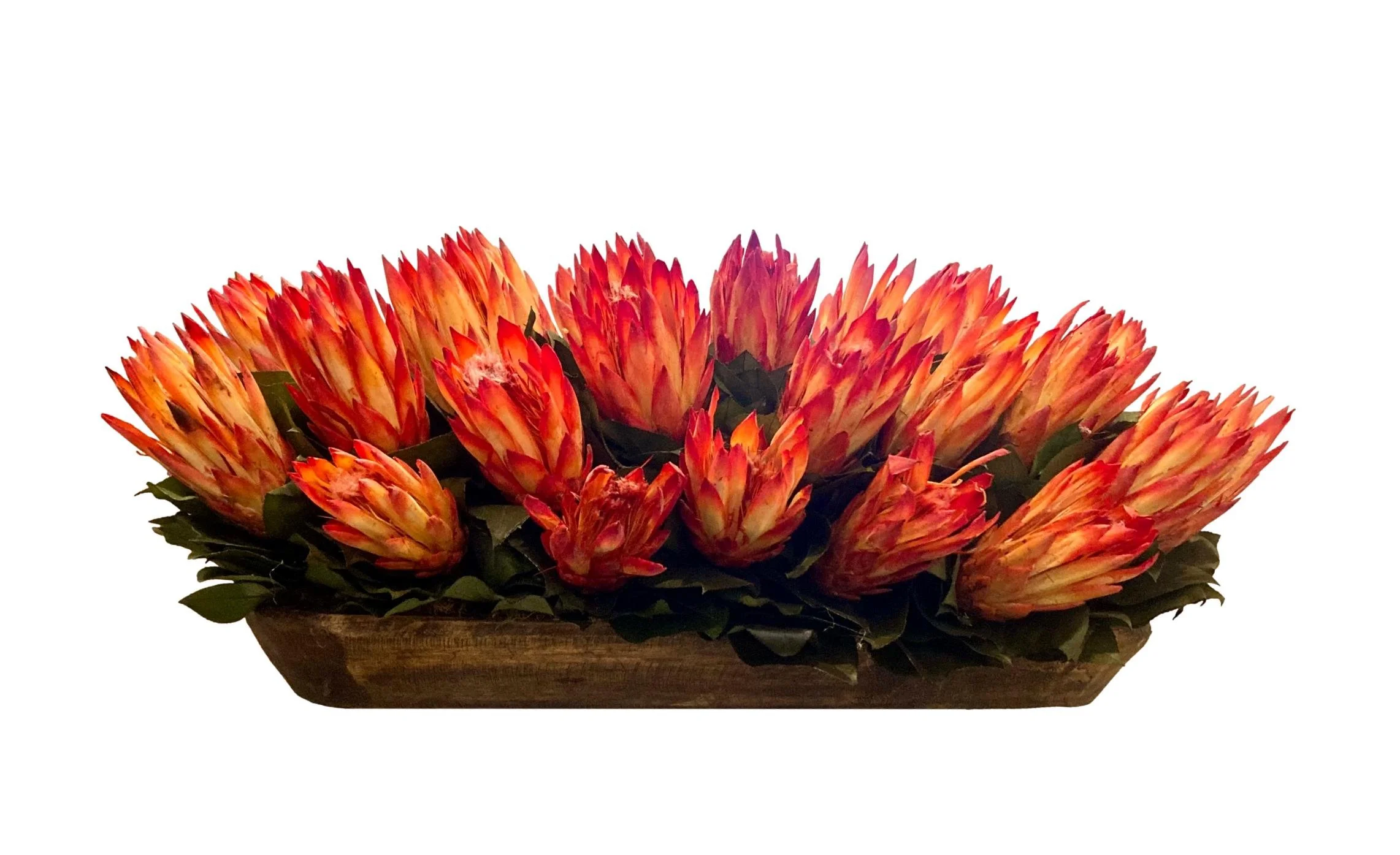 Preserved Red Protea in Wood Tray 23x14x11h - FG247