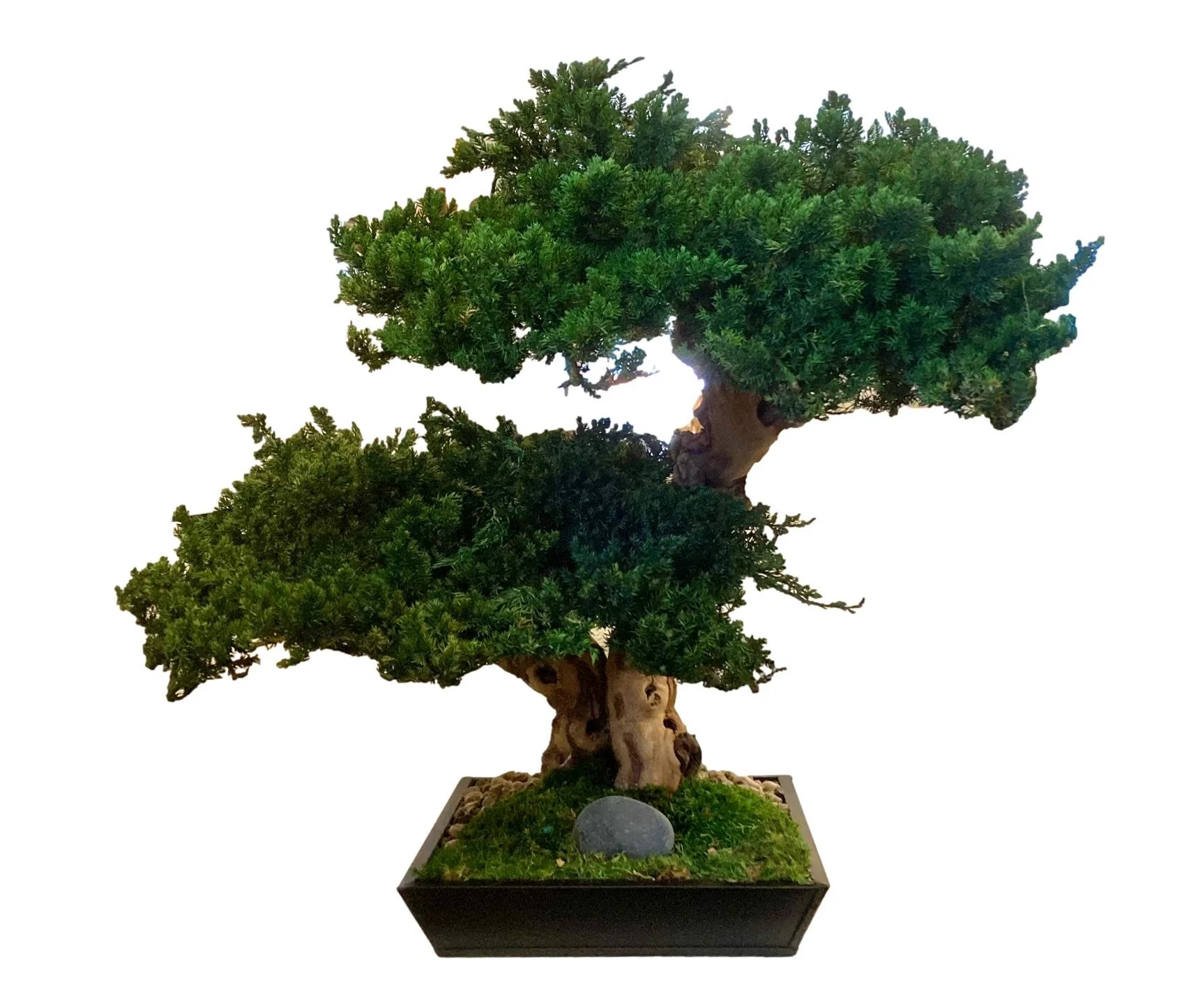 Preserved Monterey Pine Bonsai Tree Double in Metal Container 27x18x21h - FGB145