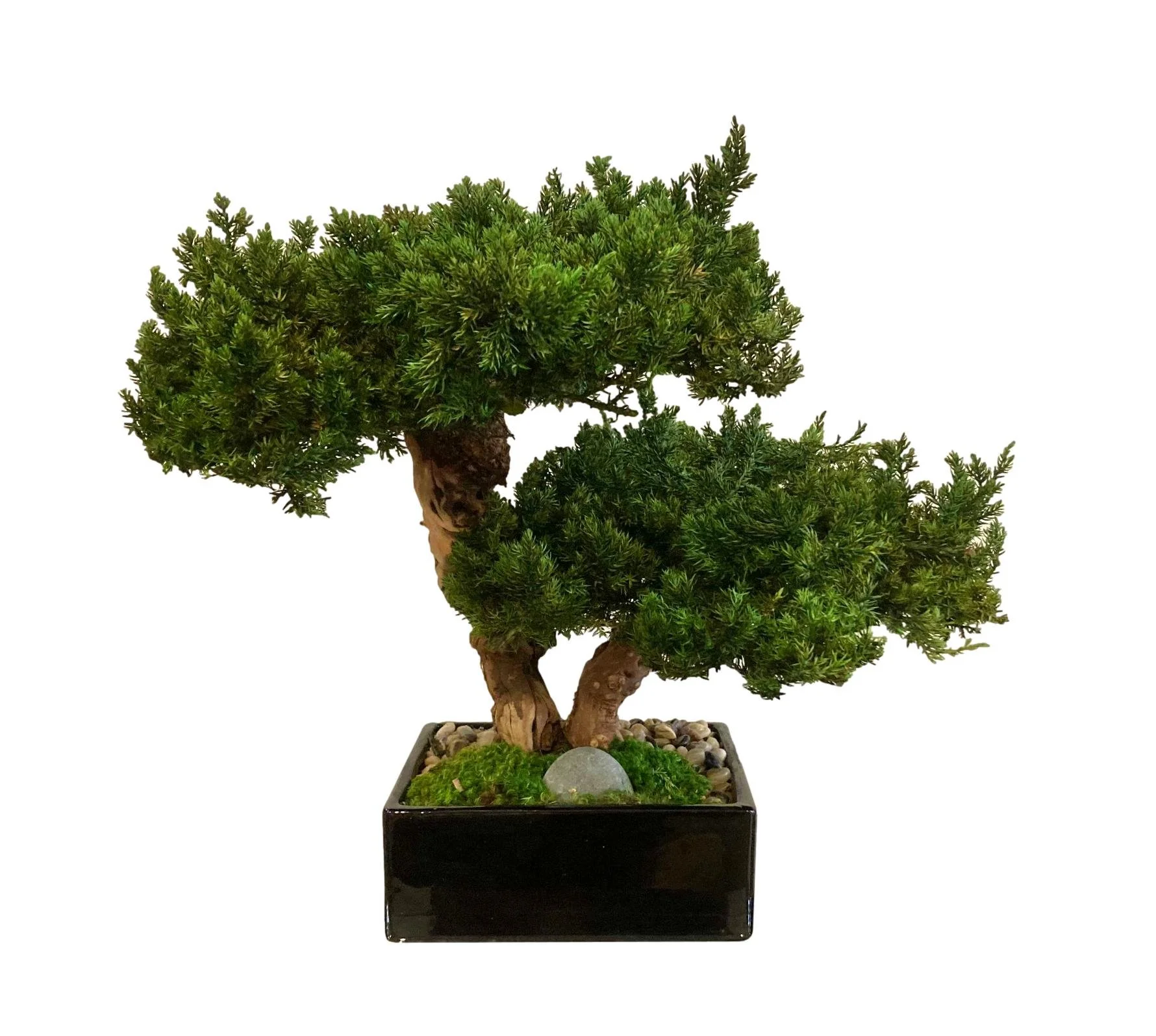 Preserved Monterey Pine Bonsai Double in Ceramic Container 17×18×16h - FGB010