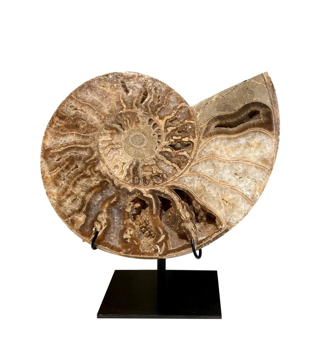 Cut & Polished Ammonite on Iron Stand 9.5x4x10h - FOS688AA