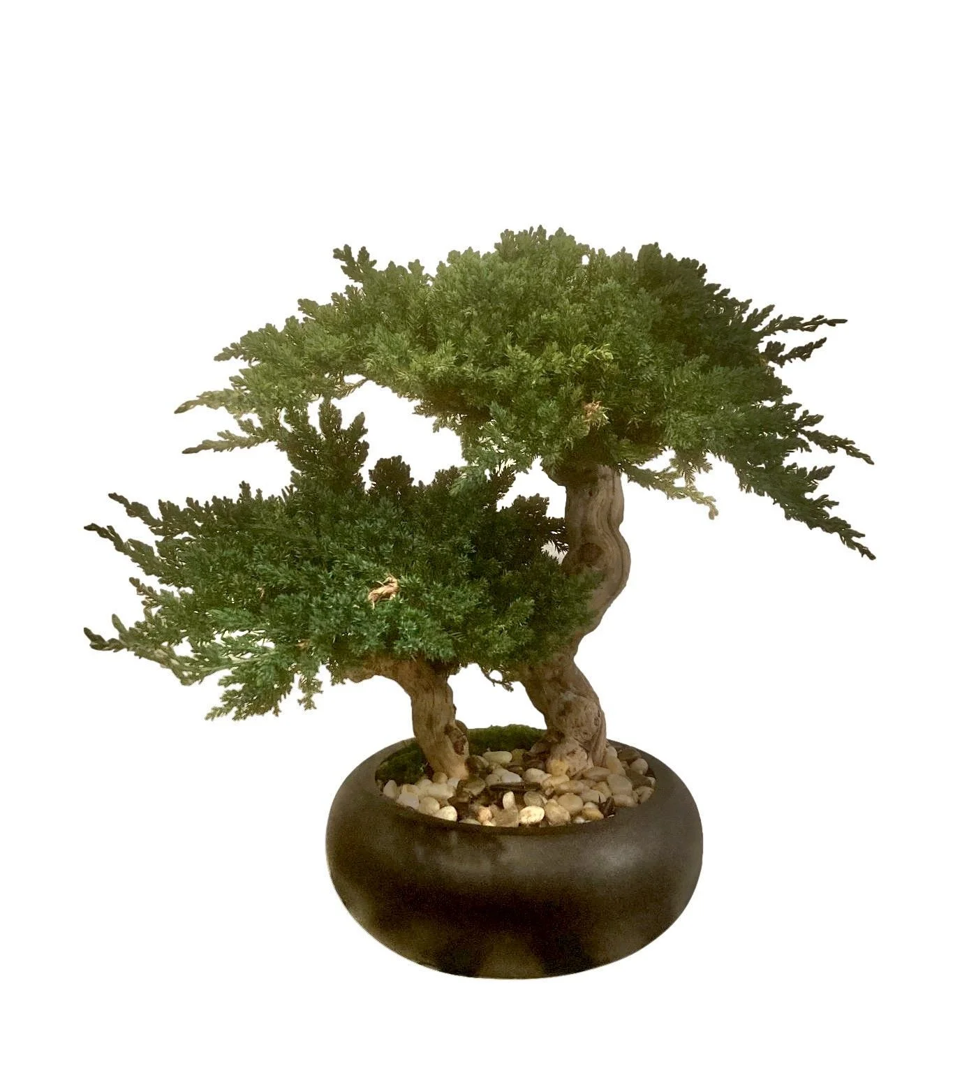  Preserved Monetary Pine Bonsai in Black Round Bowl  12×16×17h - FGB010 