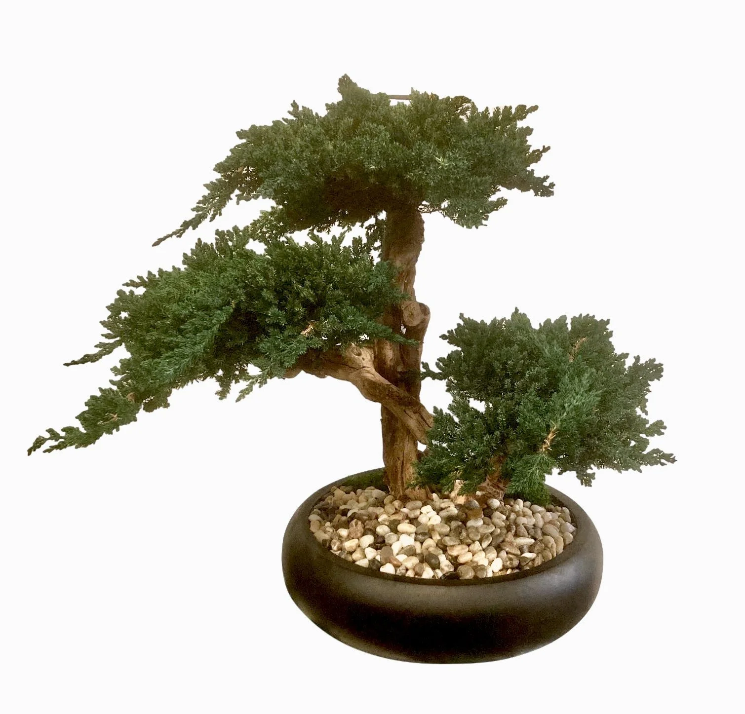  Preserved Monterey Pine Bonsai in Round Black Bowl  19×16×23h - FG011 