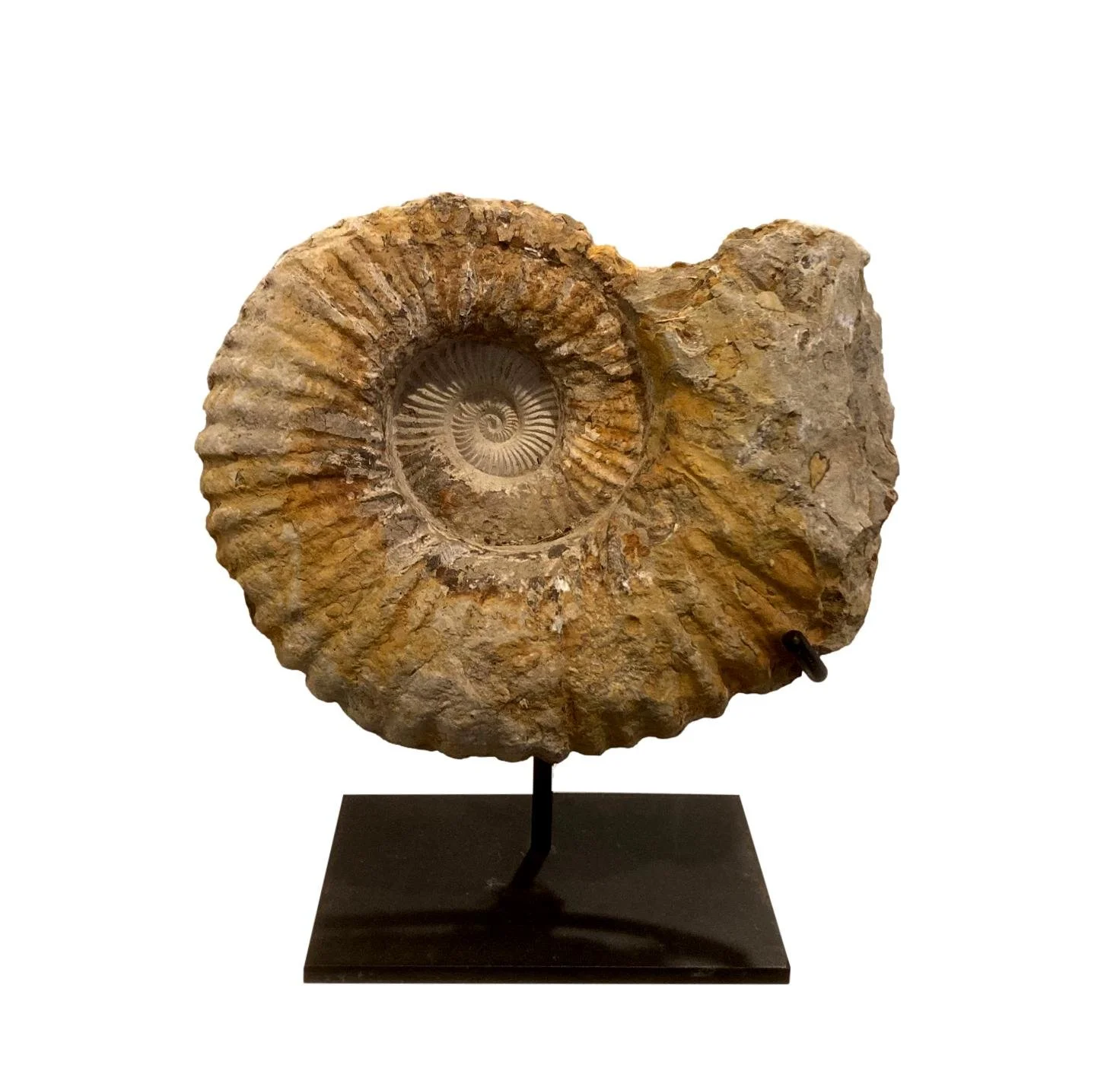  Whole Rough Ammonite on Iron Stand  11×5x13h - FOS540AA 
