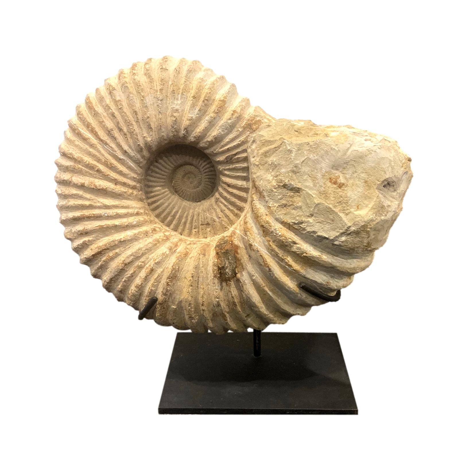  Whole Rough Ammonite on Iron Stand  15×6×16h - FOS541AA 