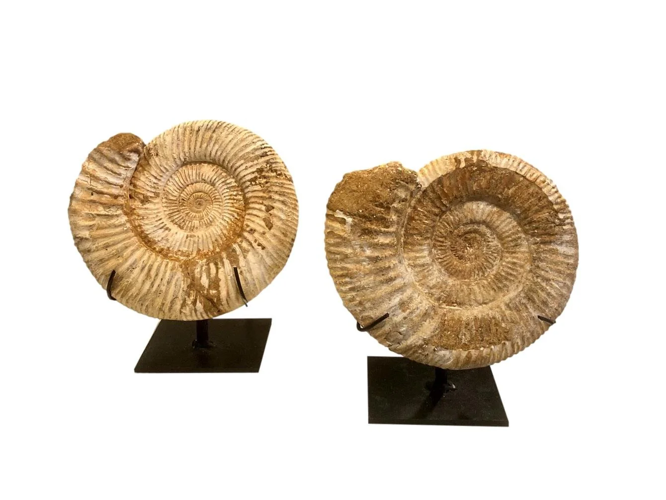  White Ammonite on Black Iron Base  7×4×9h - FOS545AA     