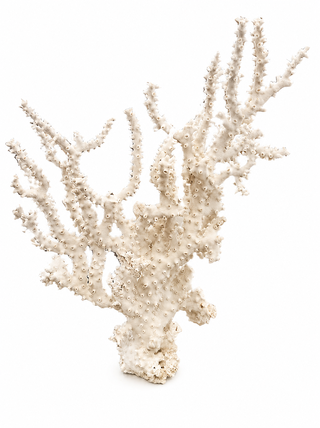  Octopus Coral  18×5x23h - T853.1 