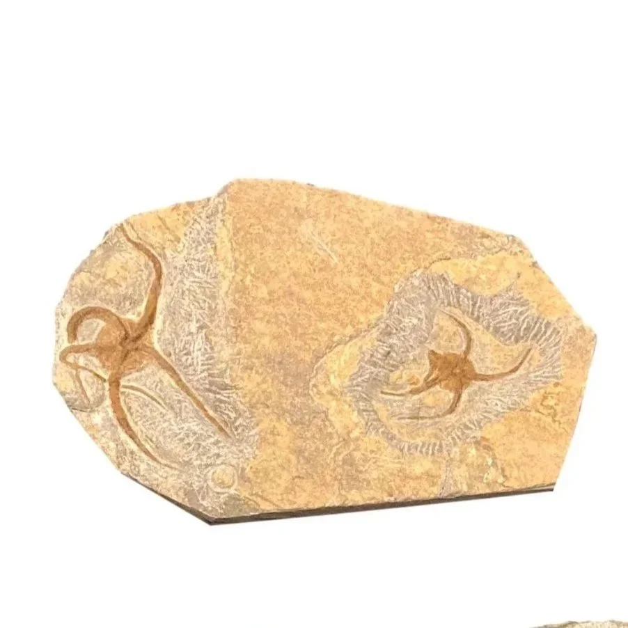  Brittle Starfish Fossil Plaque  