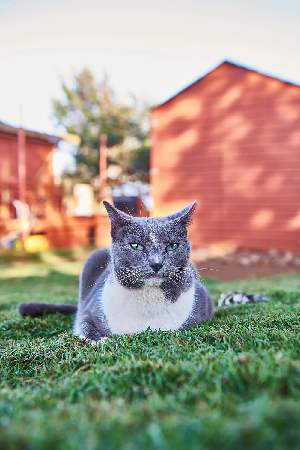 Lanai Cat-SC-090 sm.jpg