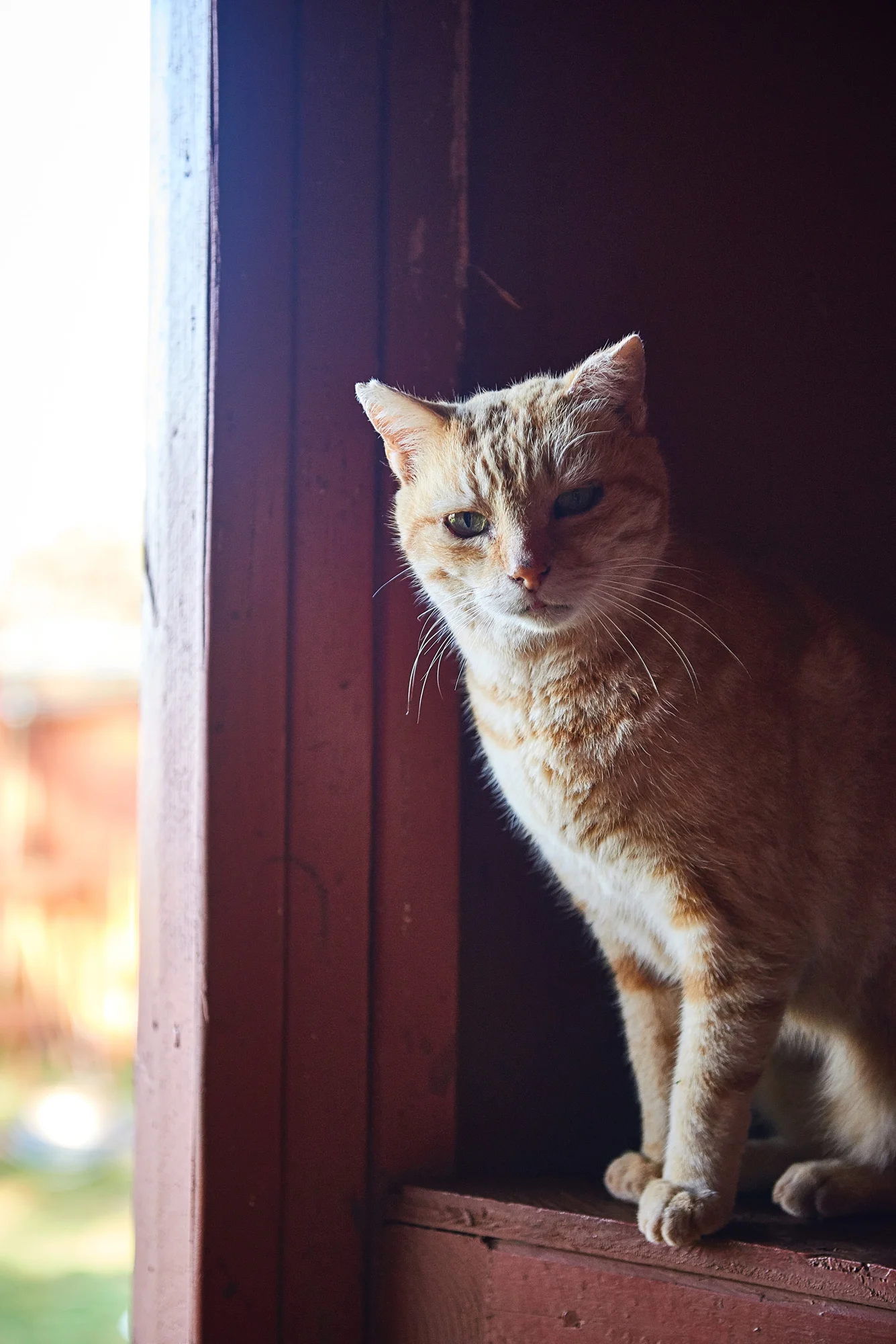 Lanai-Cat-SC-077-web.jpg