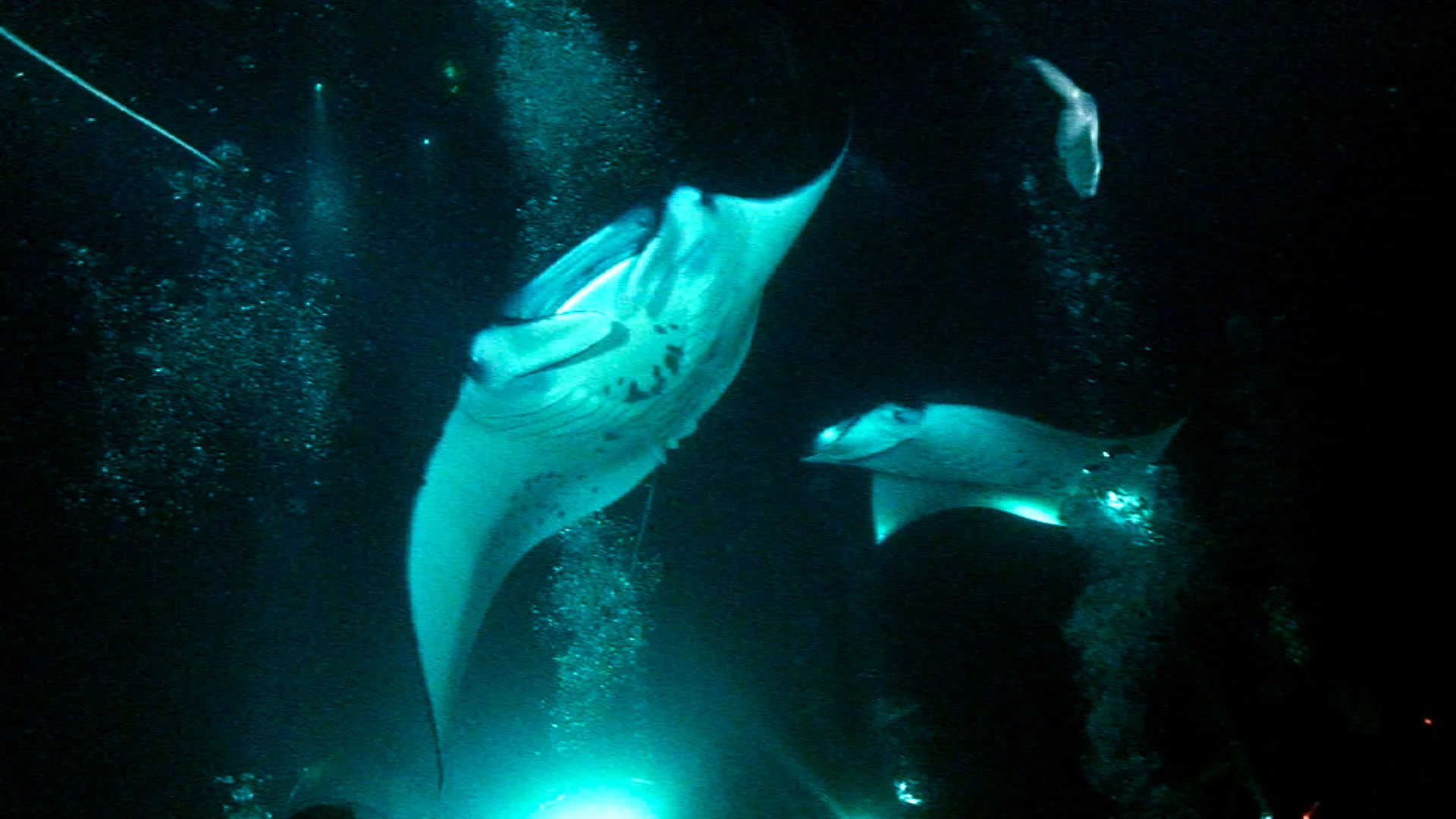 Manta Ray Night Dive -- Kona, Hawaii with Jack's Diving Locker