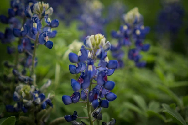 wildflower-2.jpg