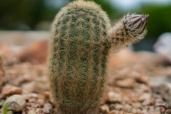 wildflower-4.jpg