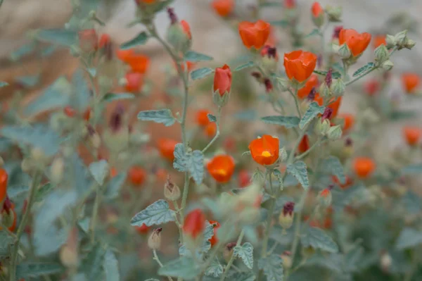 wildflower-5.jpg