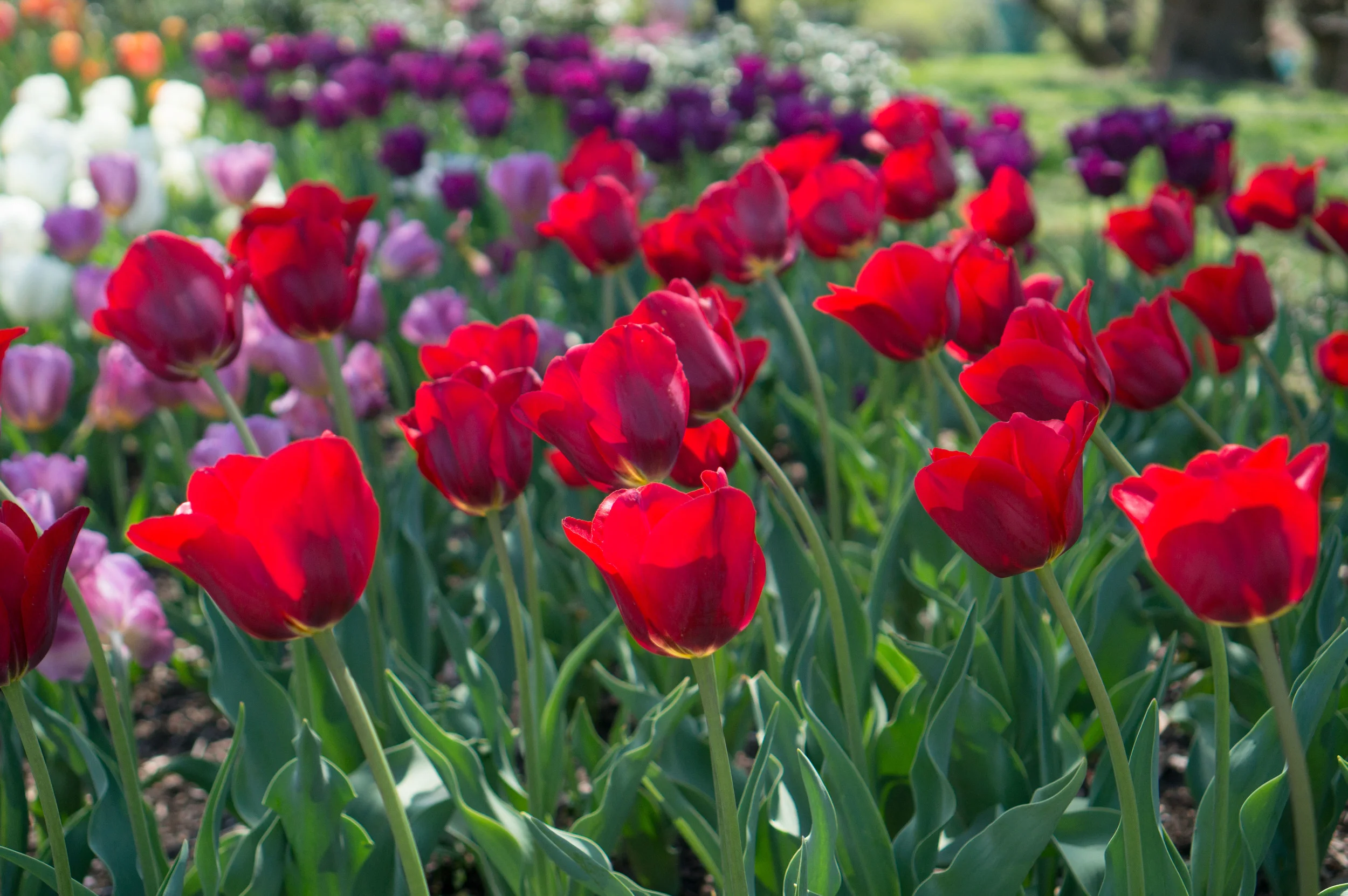 Brooklyn Botanical Gardens