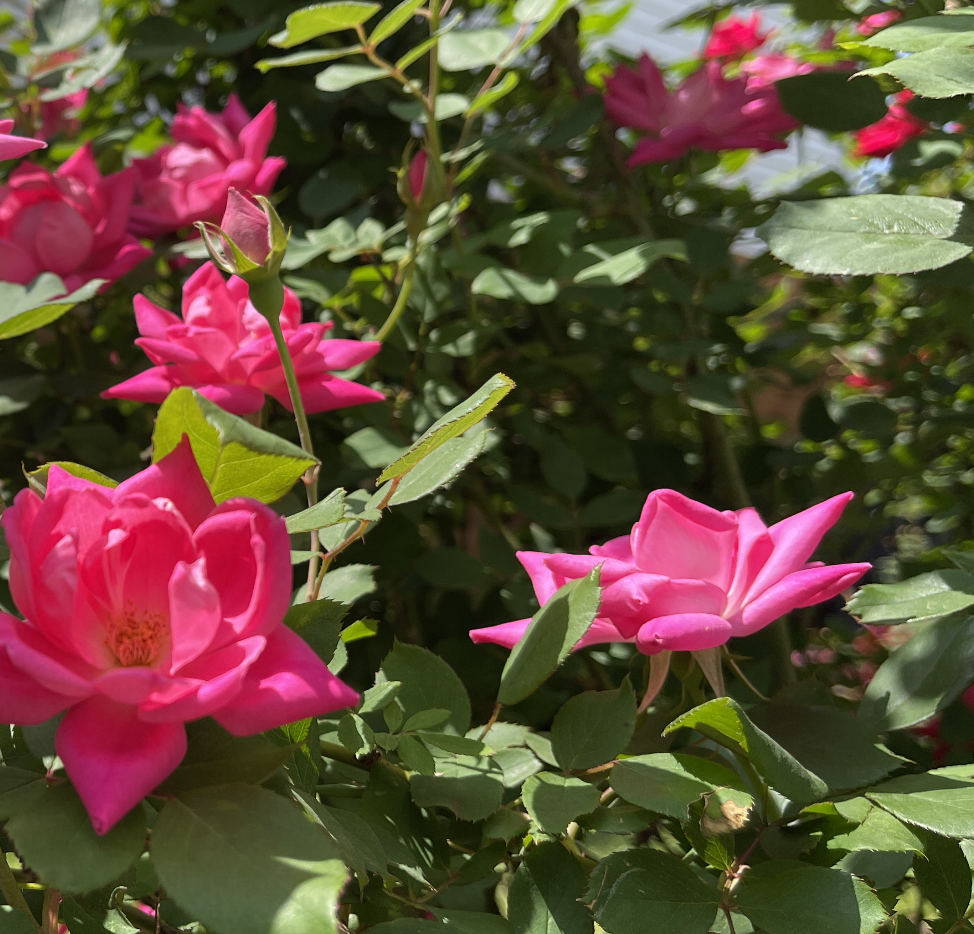 Screen Shot 2021-09-09 at 1.22.51 PM.png