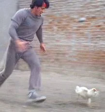 Rocky Chasing Chicken