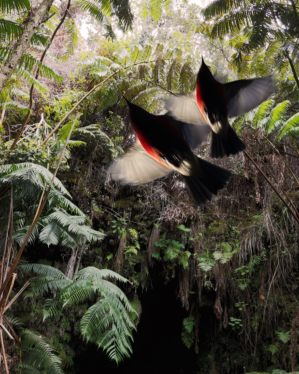 'Apapane at Thurston Lava Tube