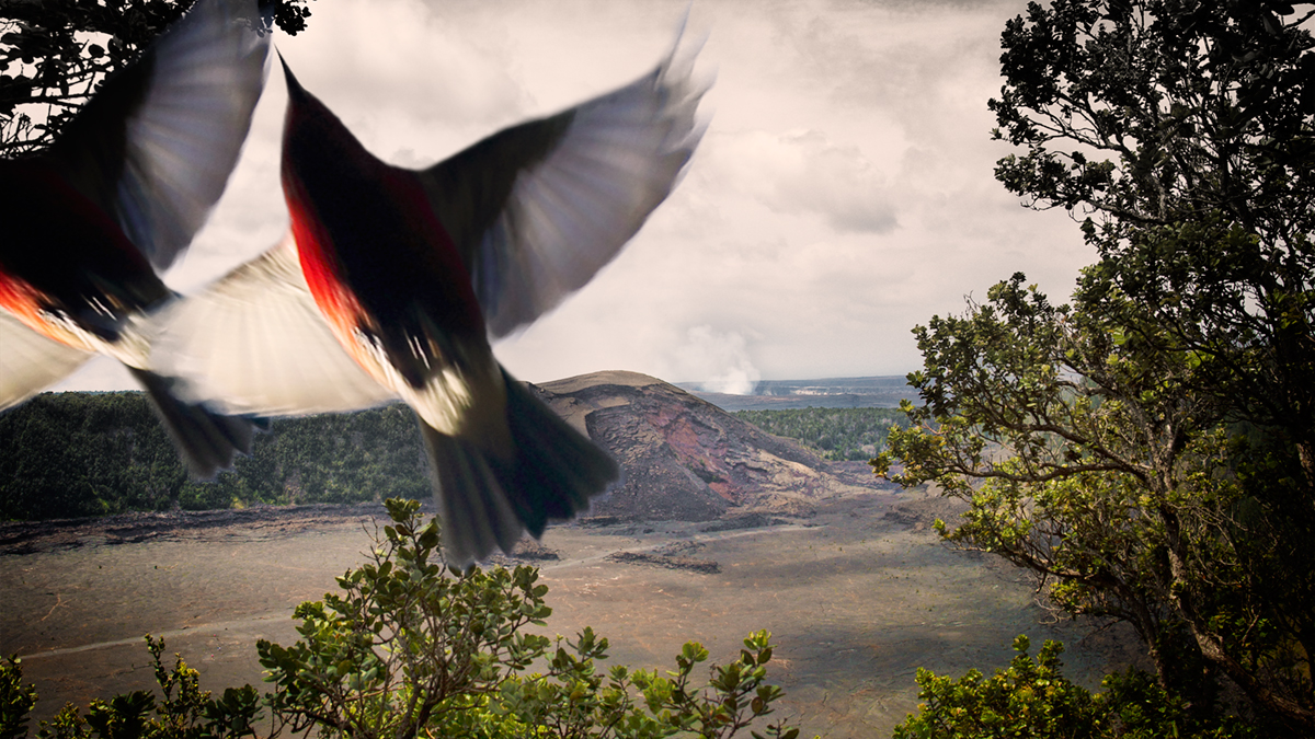 'Apapane at Kilauea Iki