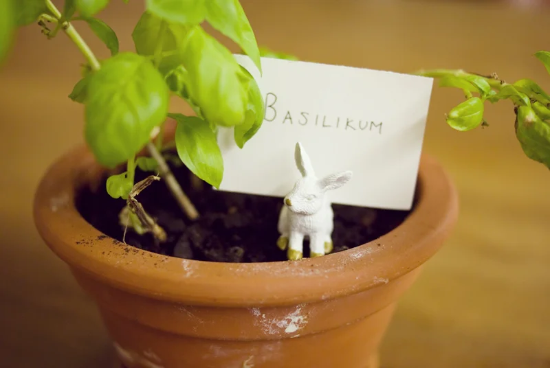 BunnyPlantNameHolder.jpg