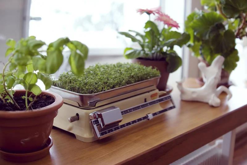 KresseWindowsill.jpg