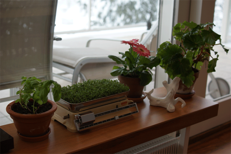 AnimatedWindowsill.gif