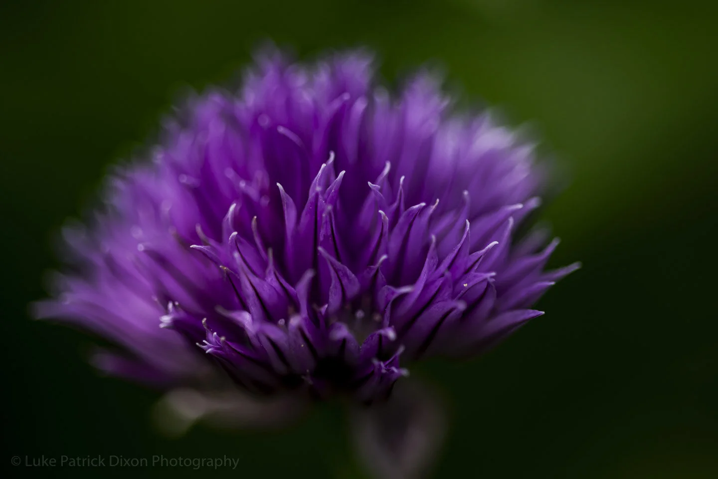 Macro Lens Photography for June (Part 1)