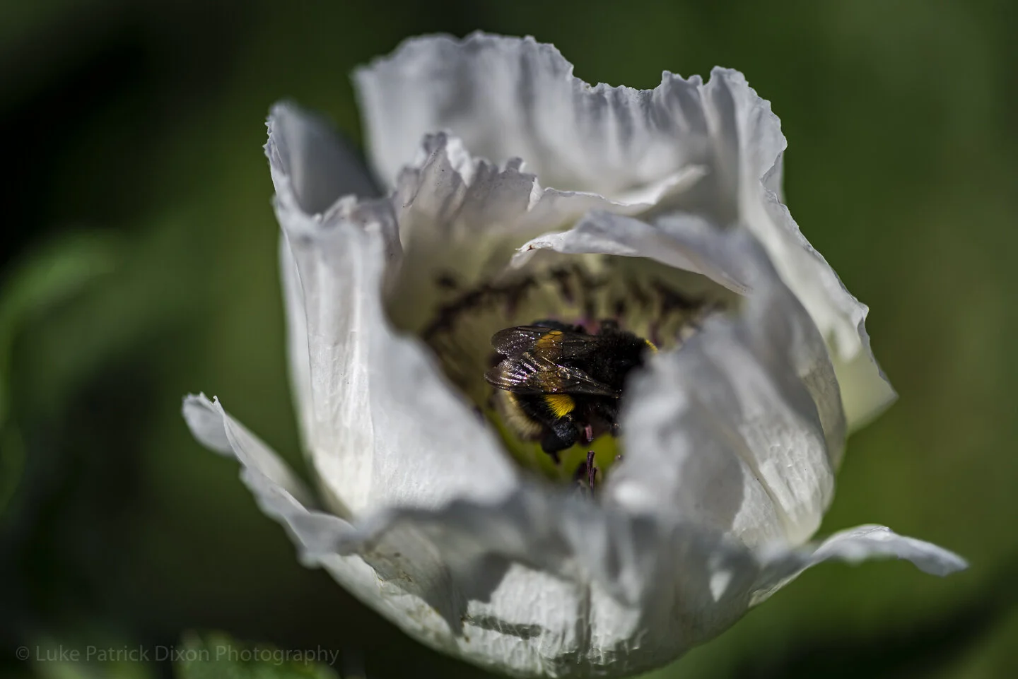 The Magic of Early Summer