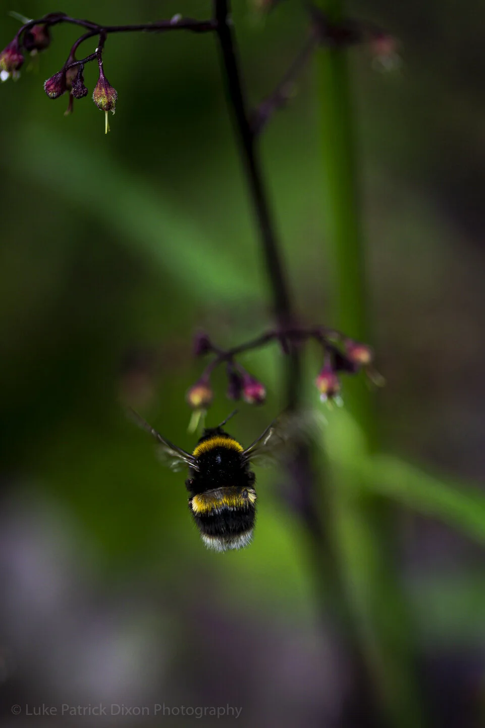 Bumble Bees