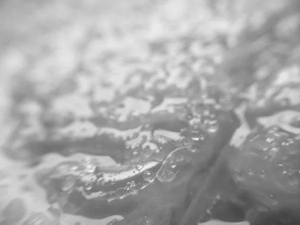 Photo of the day - Grapefruit fun