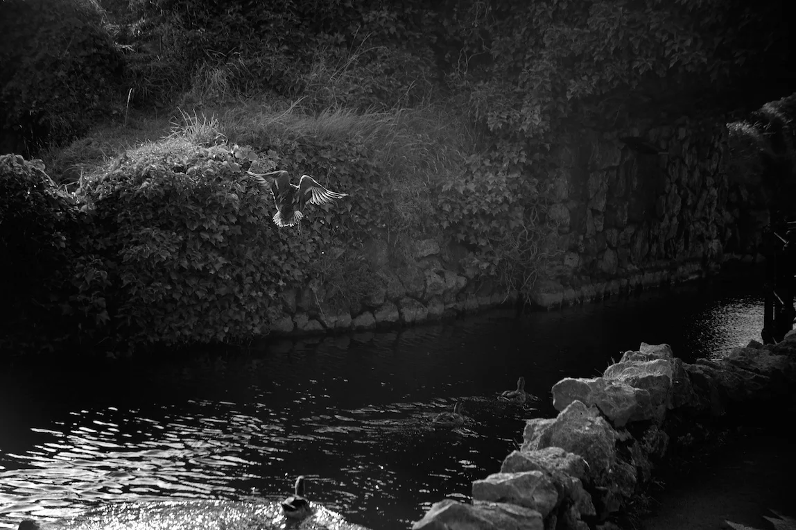 Photo of the day - St Annes Ducking good fun!