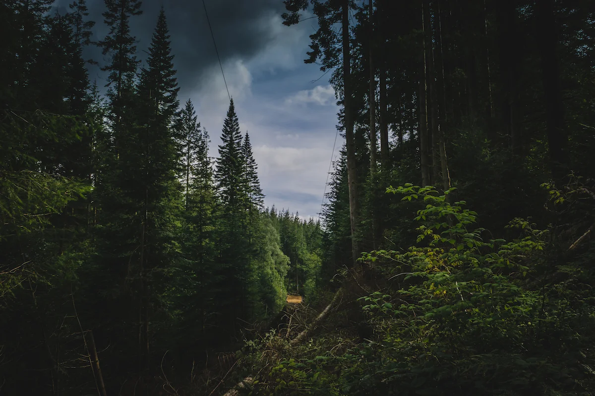 Zip lines in Grizedale Forrest 