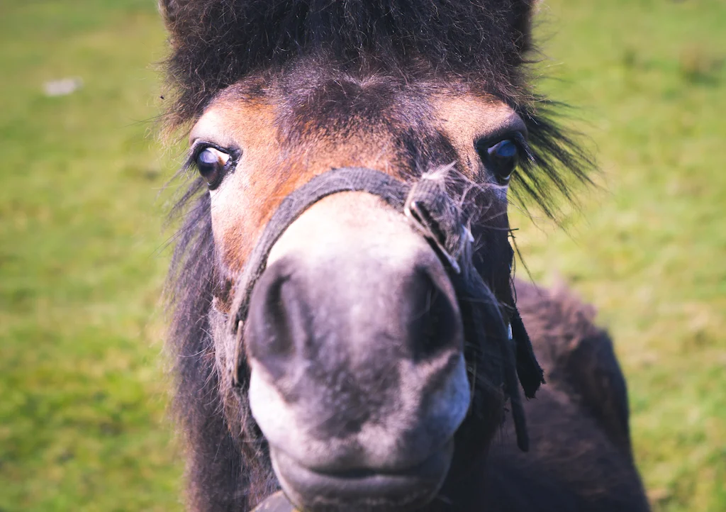 Say hello to my little friend