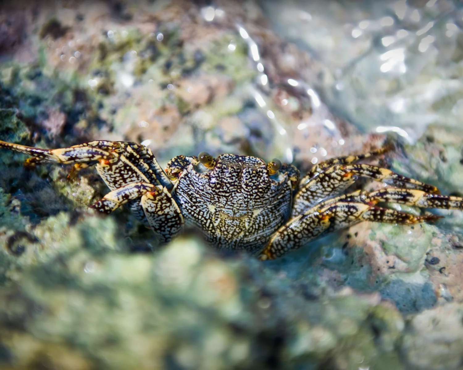 crab