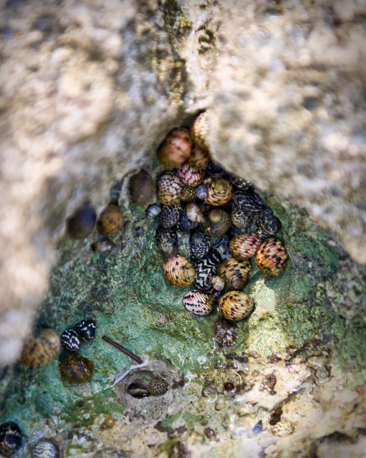 multi-colored striped shells