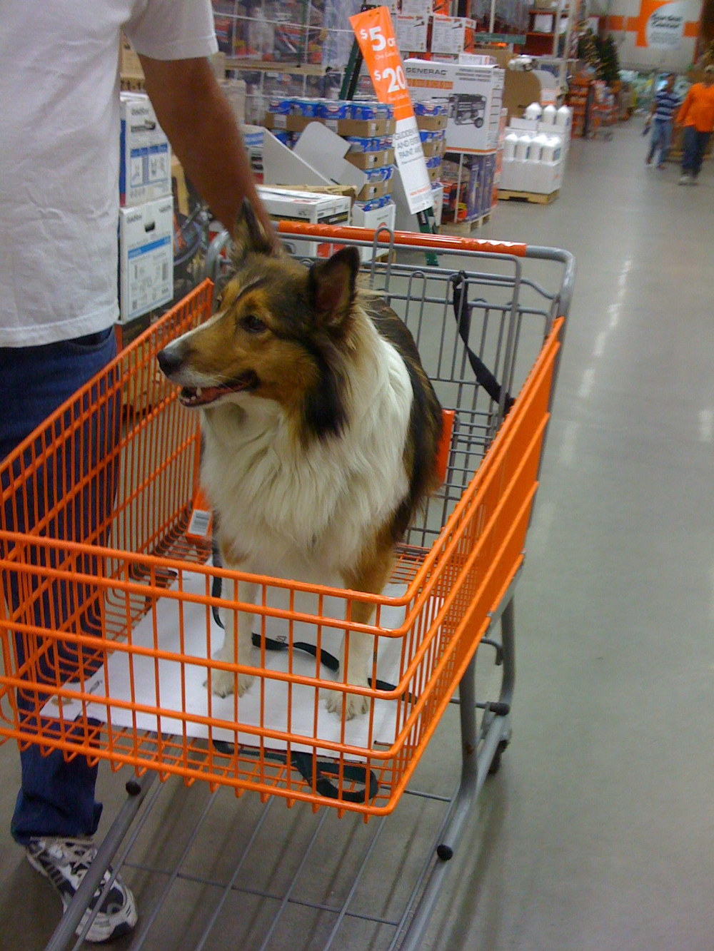 Dog Shopping