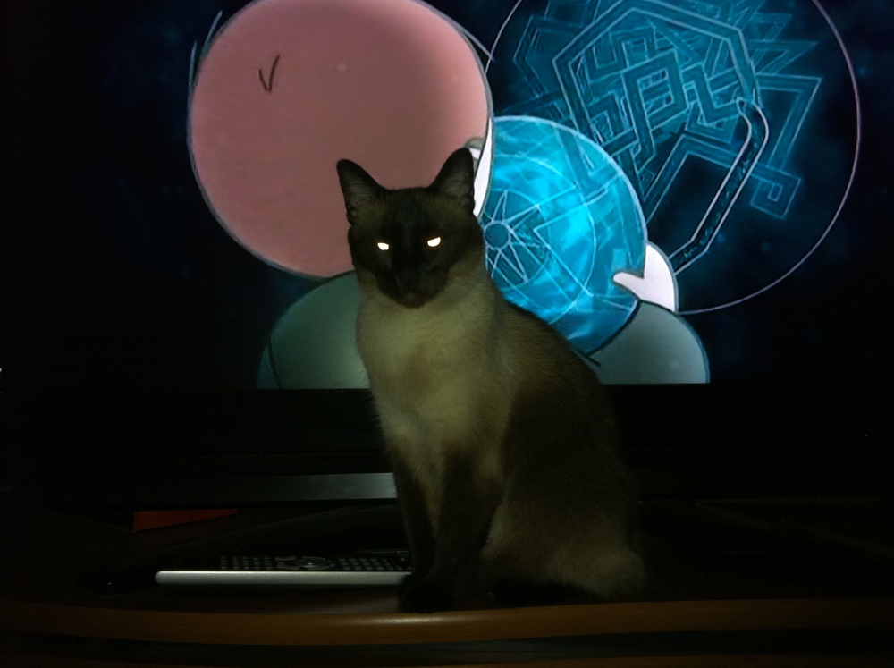 EVVVVIL CAT commands you!