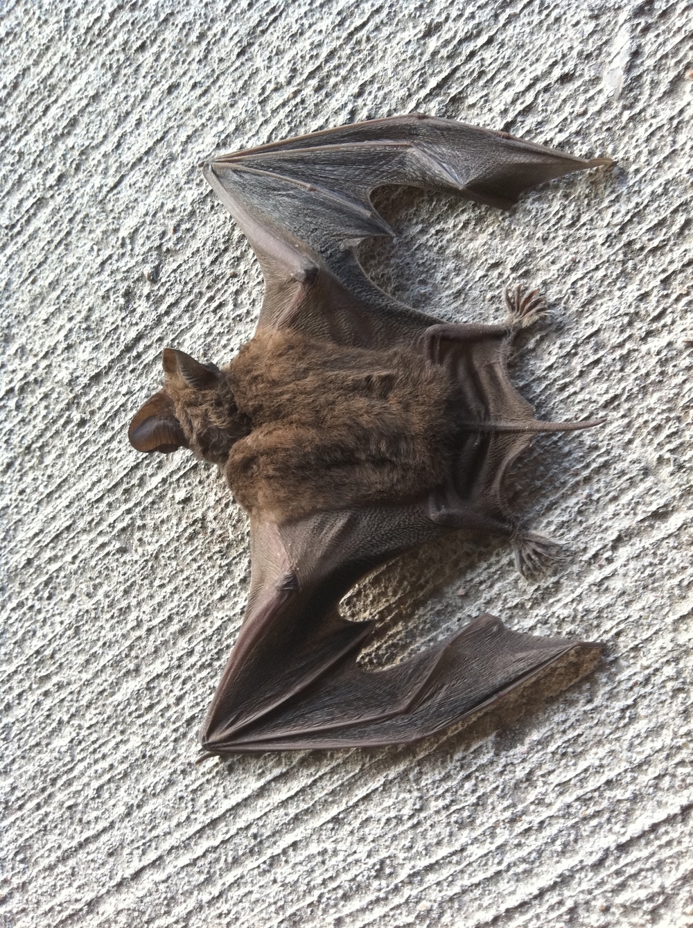 Downed bat trying to make it someplace safer...