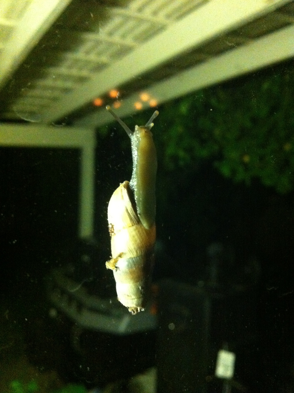 Snail on the window