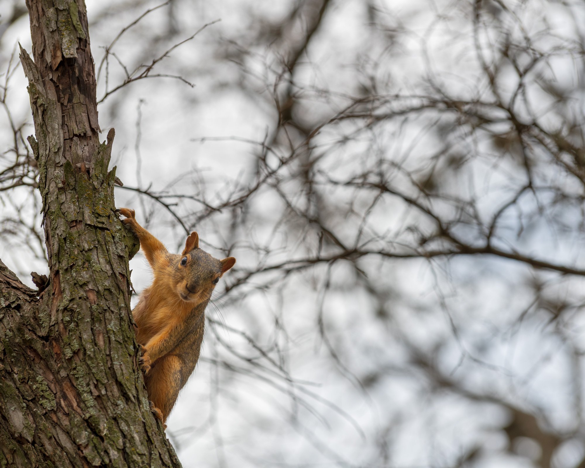 Curious Squirrel