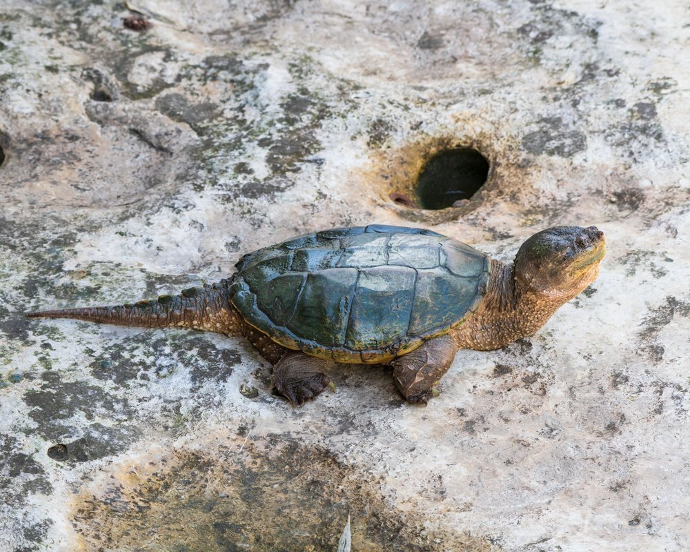 Snapping Turtle