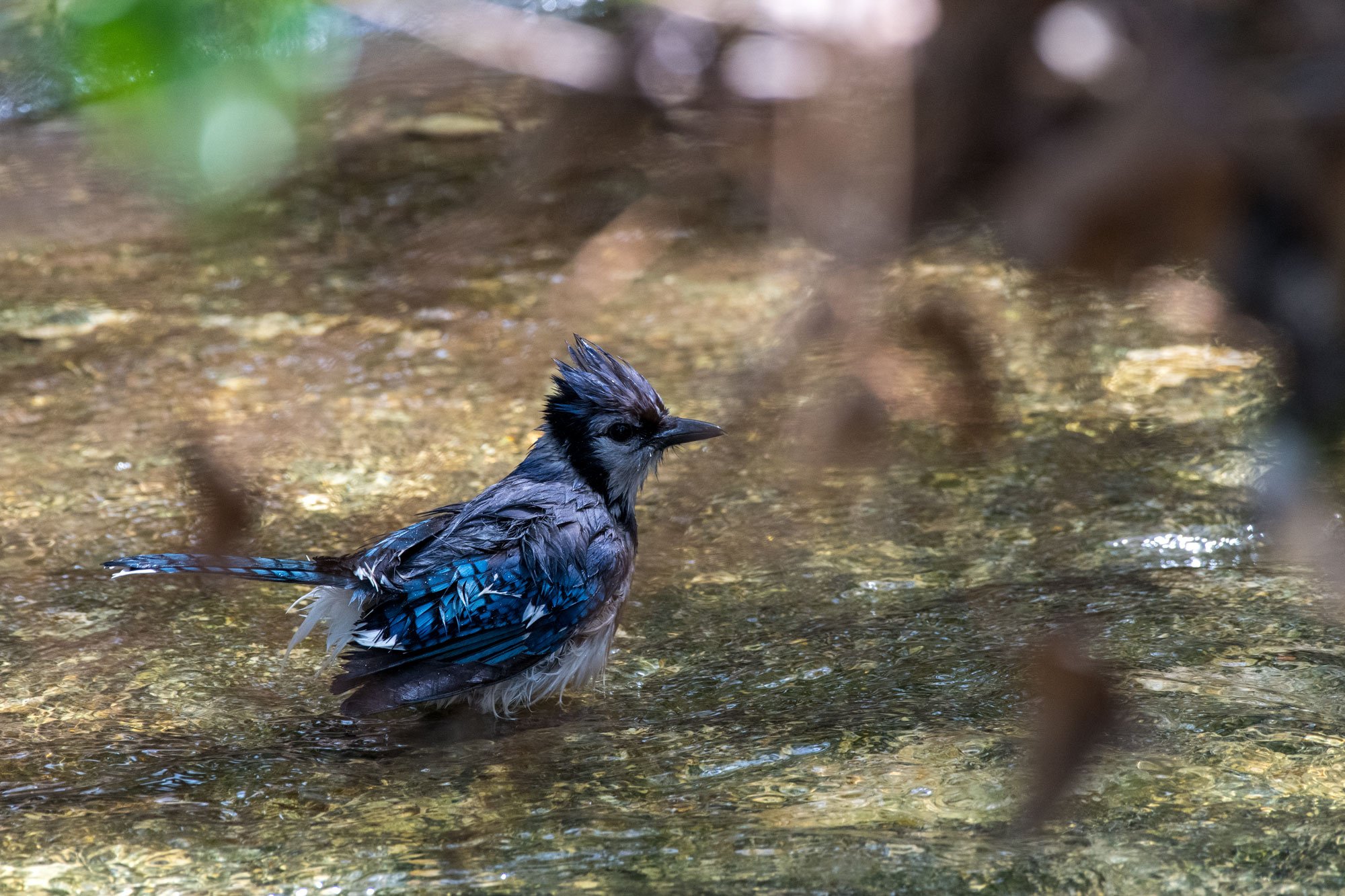 Blue Jay Takes a Bath