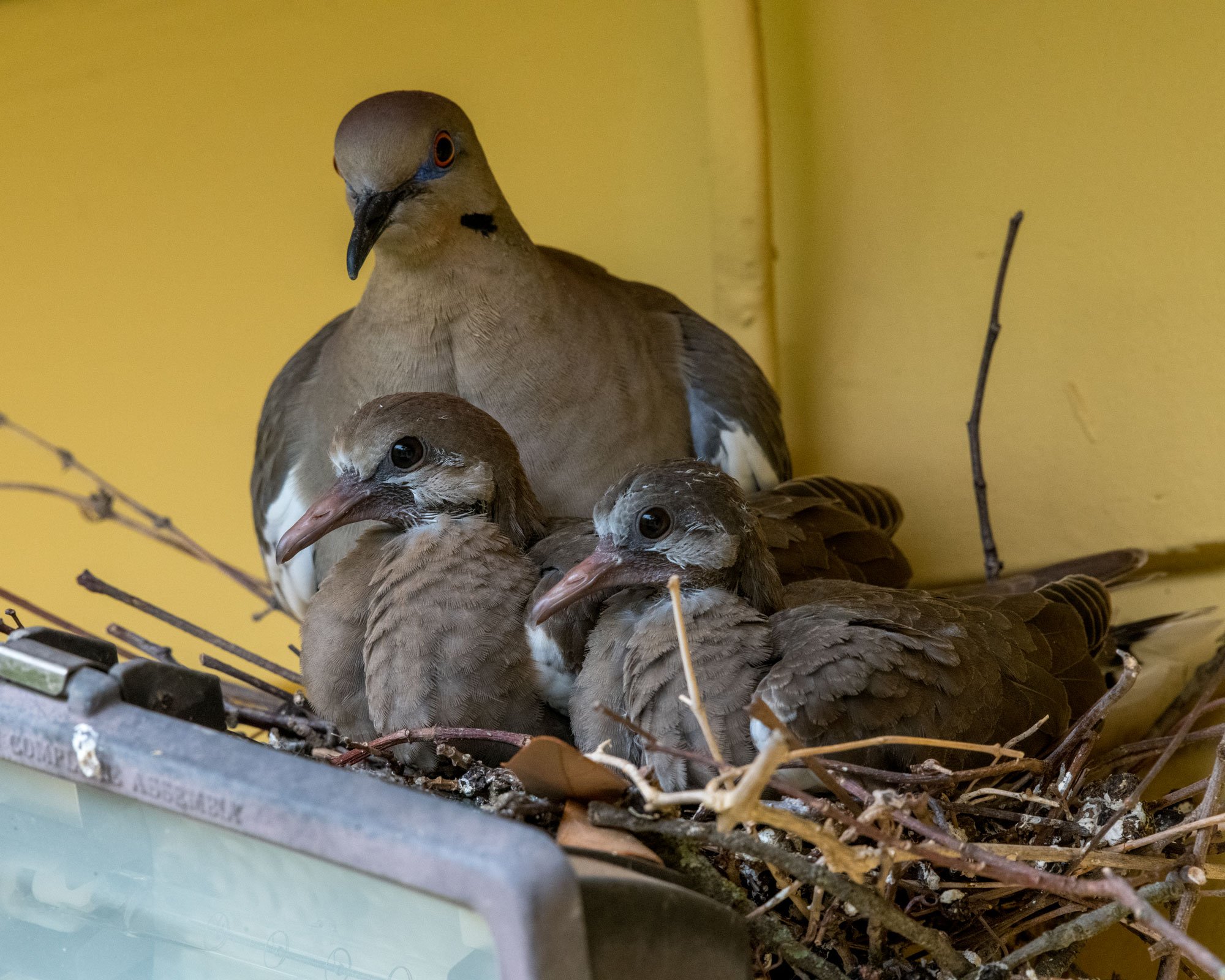 White wing dove brood 2