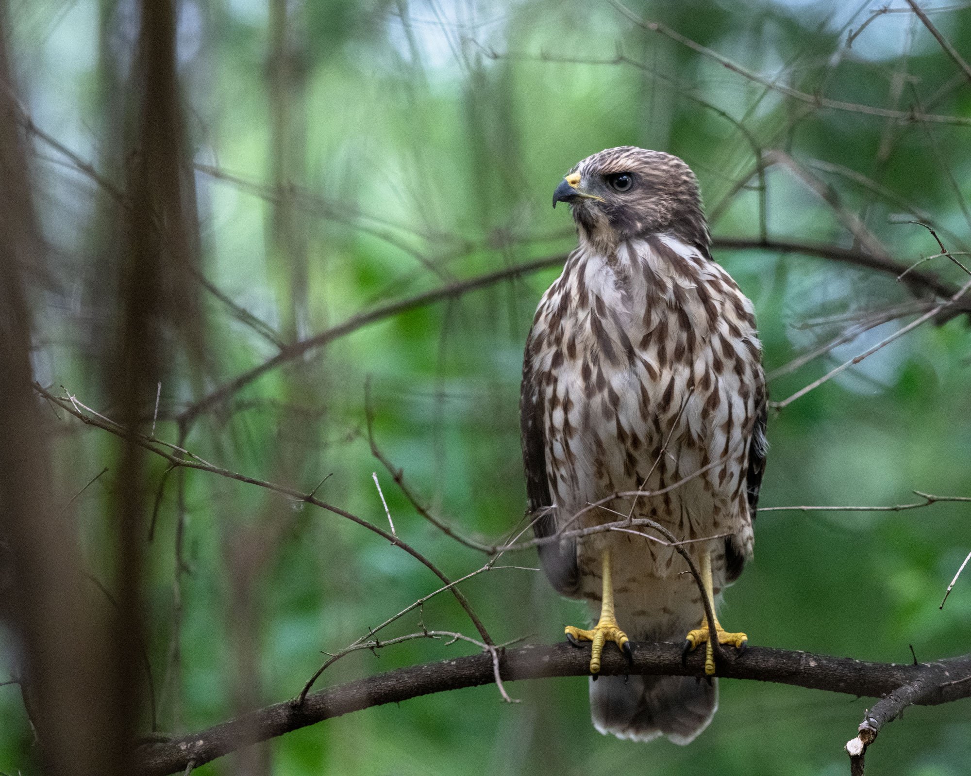 Red shouldered Hawk (immature)