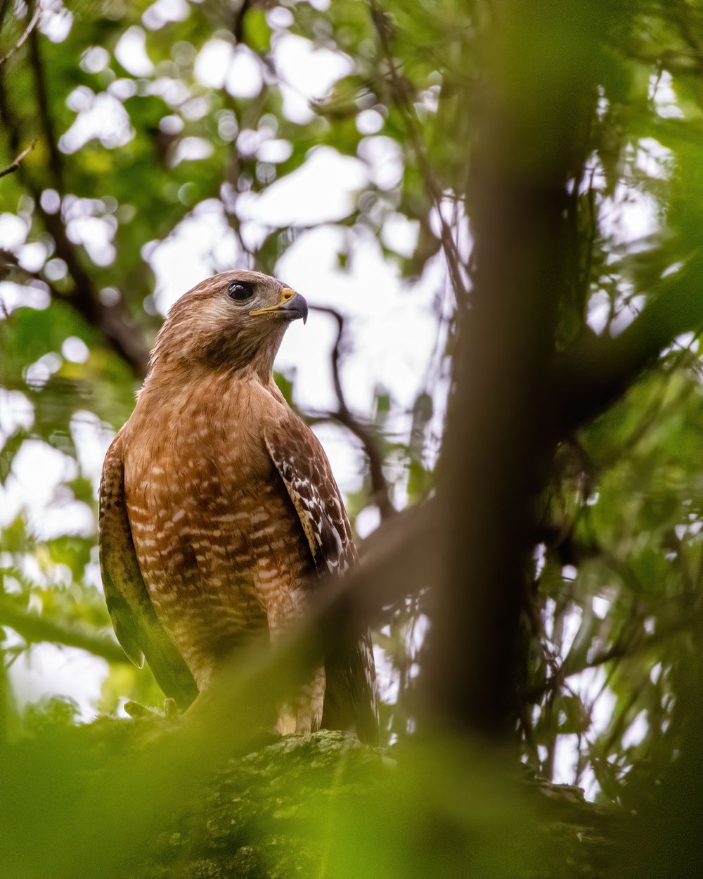 Red shouldered Hawk