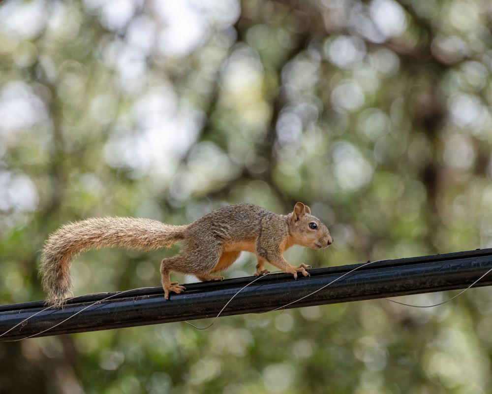 Squirrel on utility line