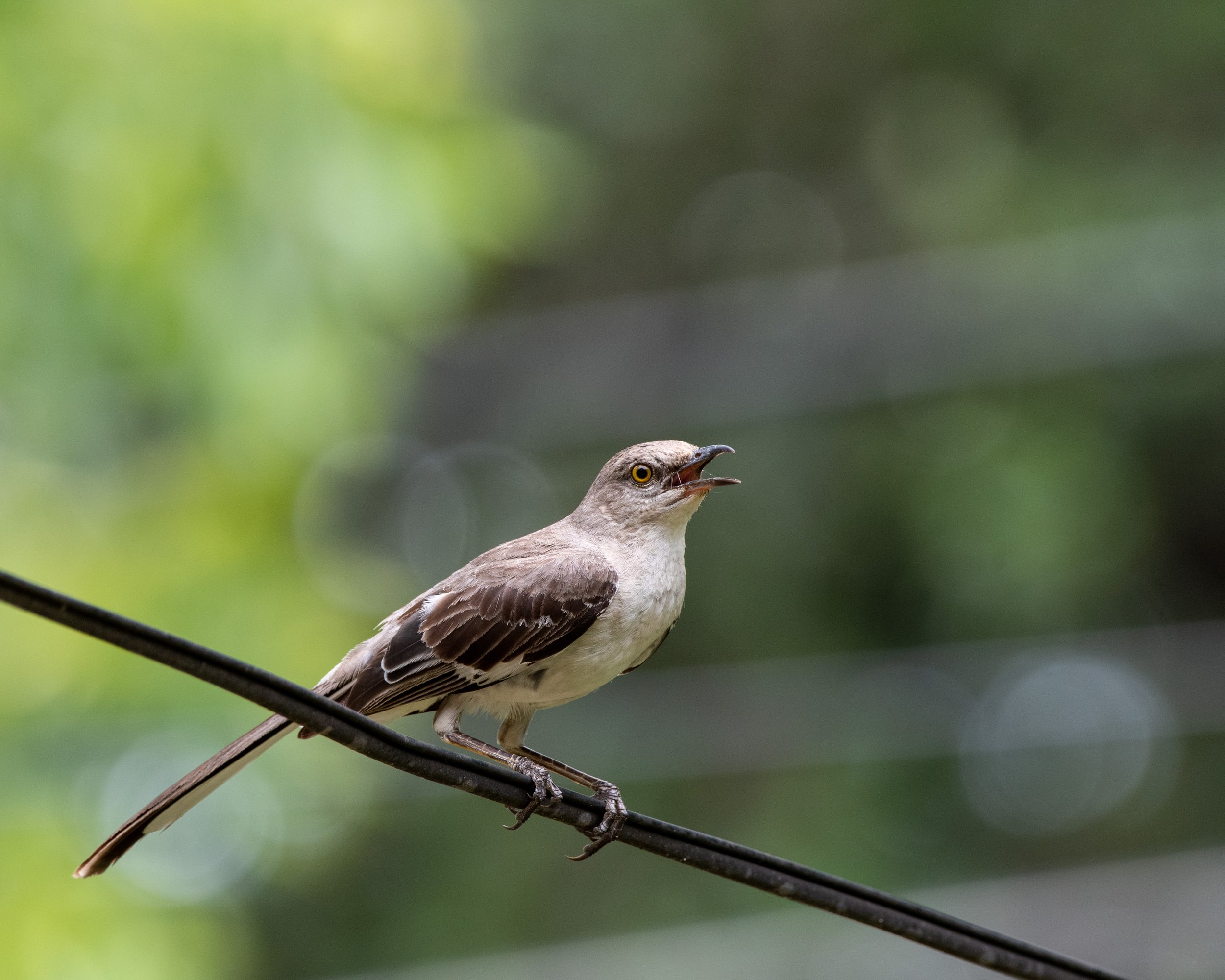 Northern Mockingbird