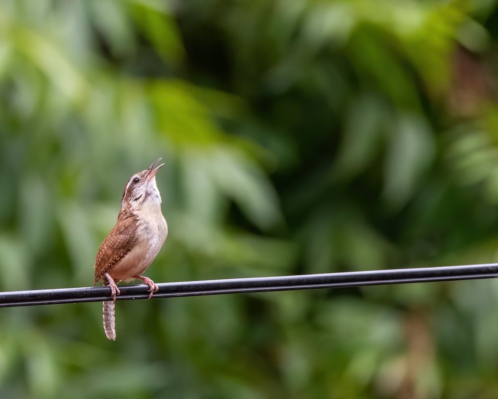 Carolina Wren