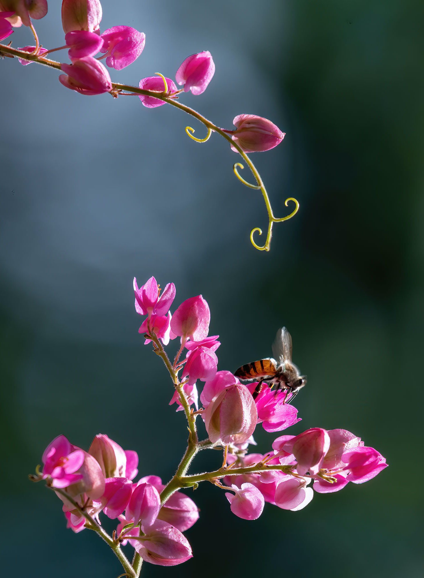 Bee on sweet pea flower