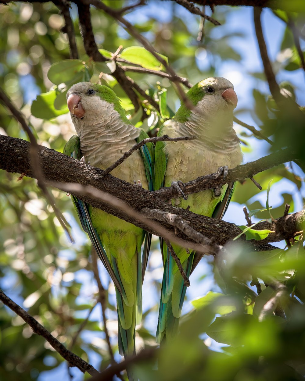 Monk parakeets